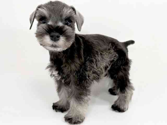 京都府のミニチュアシュナウザー (ひごペットフレンドリーイズミヤショッピングセンター八幡店/2025年11月23日生まれ/男の子/ソルトペッパー)の子犬の3枚目の画像