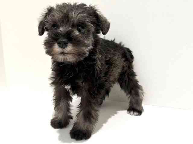 大阪府のミニチュアシュナウザー (ひごペットフレンドリーイオン高槻店/2025年11月23日生まれ/男の子/ソルトペッパー)の子犬の3枚目の画像