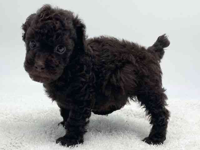 島根県のトイプードル(トイ) (ひごペットフレンドリーイオンモール出雲店/2025年11月24日生まれ/女の子/ブラウン)の子犬の3枚目の画像