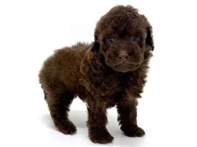 大阪府のトイプードル(トイ) (ひごペットフレンドリーくずはモール店/2025年11月24日生まれ/男の子/ブラウン)の子犬の3枚目の画像