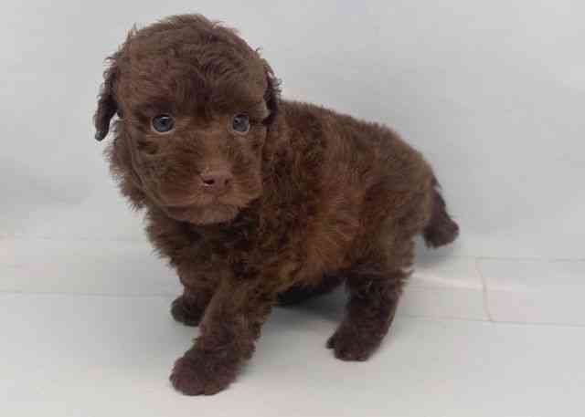 鳥取県のトイプードル(トイ) (ひごペットフレンドリーイオンモール鳥取北店/2025年11月24日生まれ/男の子/ブラウン)の子犬の3枚目の画像