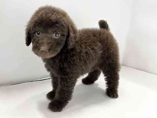 愛媛県のトイプードル(トイ) (ひごペットフレンドリーイオンモール今治新都市店/2025年11月24日生まれ/男の子/ブラウン)の子犬の3枚目の画像