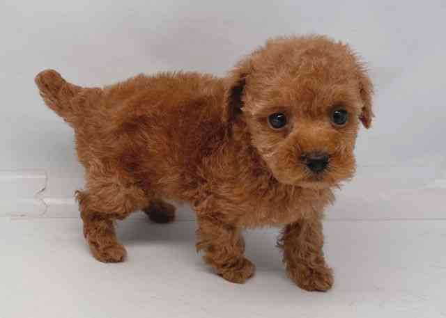 鳥取県のトイプードル(トイ) (ひごペットフレンドリーイオンモール鳥取北店/2025年11月23日生まれ/女の子/レッドフォーン)の子犬の3枚目の画像