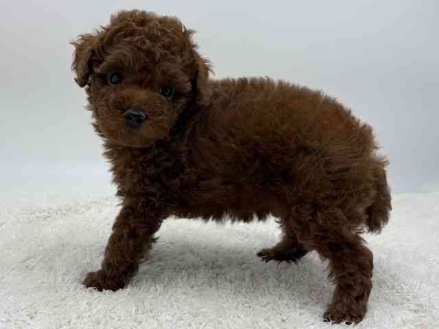 島根県のトイプードル(トイ) (ひごペットフレンドリーイオンモール出雲店/2025年11月23日生まれ/女の子/レッドフォーン)の子犬の3枚目の画像