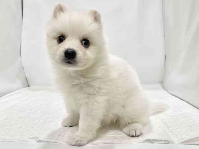 高知県の日本スピッツ (ひごペットフレンドリーイオンモール高知店/2025年11月23日生まれ/男の子/ホワイト)の子犬の3枚目の画像
