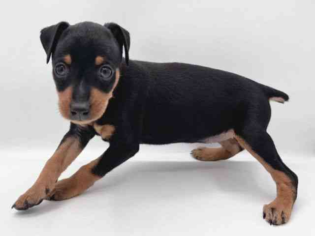 島根県のミニチュアピンシャー (ひごペットフレンドリーイオン松江ショッピングセンター店/2025年11月23日生まれ/女の子/ブラックタン)の子犬の3枚目の画像