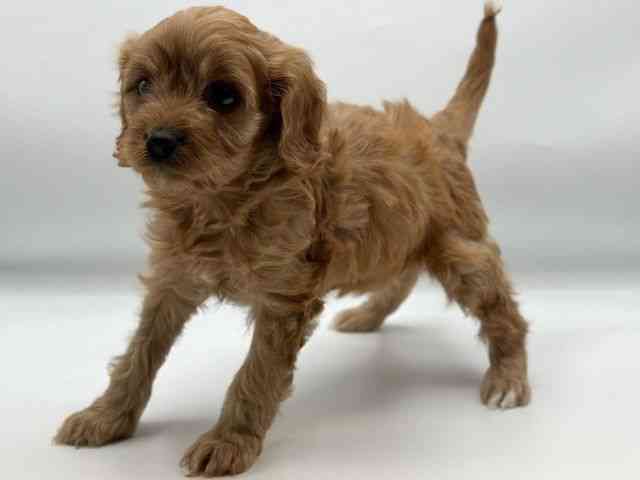 香川県のキャバプー(キャバリア×プードル) (ひごペットフレンドリーゆめタウン高松店/2025年11月24日生まれ/女の子/レッド)の子犬の3枚目の画像