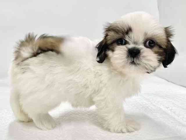 高知県のシーズー (ひごペットフレンドリーイオンモール高知店/2025年11月22日生まれ/女の子/ゴールドホワイト)の子犬の3枚目の画像