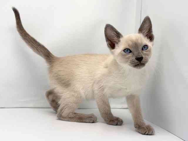 京都府のシャム (ひごペットフレンドリー洛北阪急スクエア店/2025年11月23日生まれ/女の子/ブルーポイント)の子猫の3枚目の画像