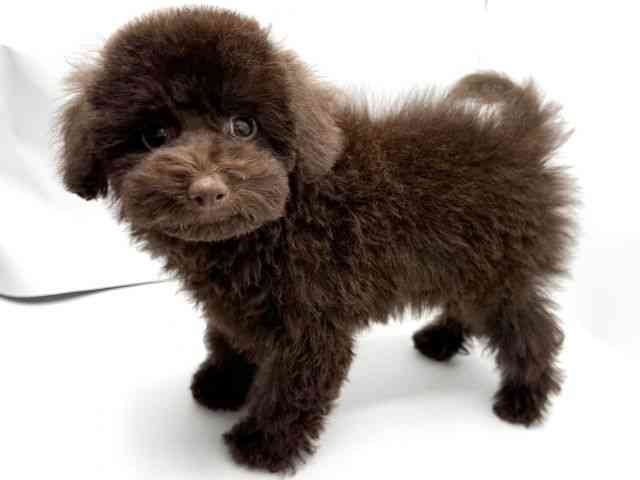 大阪府のトイプードル(トイ) (ひごペットフレンドリーみのおキューズモール店/2025年11月22日生まれ/男の子/ブラウン)の子犬の3枚目の画像