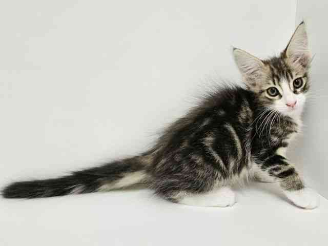 愛知県のメインクーン (ひごペットフレンドリーイトーヨーカドー知多店/2025年11月23日生まれ/男の子/ブラウンタビーホワイト)の子猫の3枚目の画像