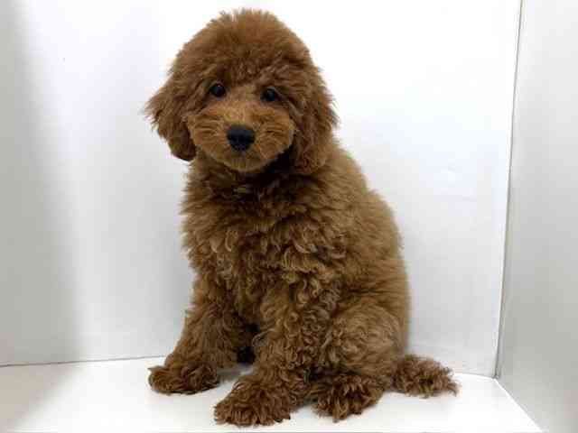 大阪府のトイプードル(トイ) (ひごペットフレンドリーベルファⅡ都島店/2025年11月20日生まれ/女の子/レッド)の子犬の3枚目の画像