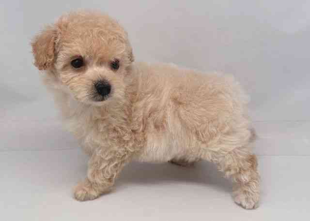 鳥取県のプーズー/プーシーズ(プードル×シーズー) (ひごペットフレンドリーイオンモール鳥取北店/2025年11月23日生まれ/女の子/アプリコット)の子犬の3枚目の画像