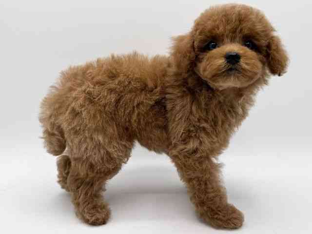 大阪府のトイプードル(トイ) (ひごペットフレンドリーみのおキューズモール店/2025年11月20日生まれ/男の子/レッド)の子犬の3枚目の画像