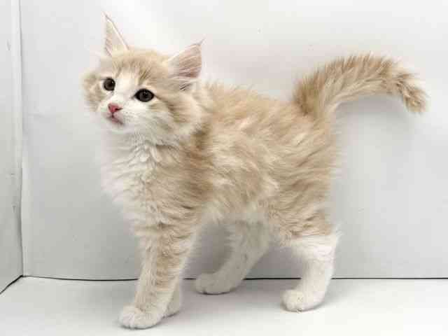 兵庫県のノルウェージャンフォレストキャット (ひごペットフレンドリークラウンパーク伊丹店/2025年11月13日生まれ/男の子/クリームタビーホワイト)の子猫の3枚目の画像