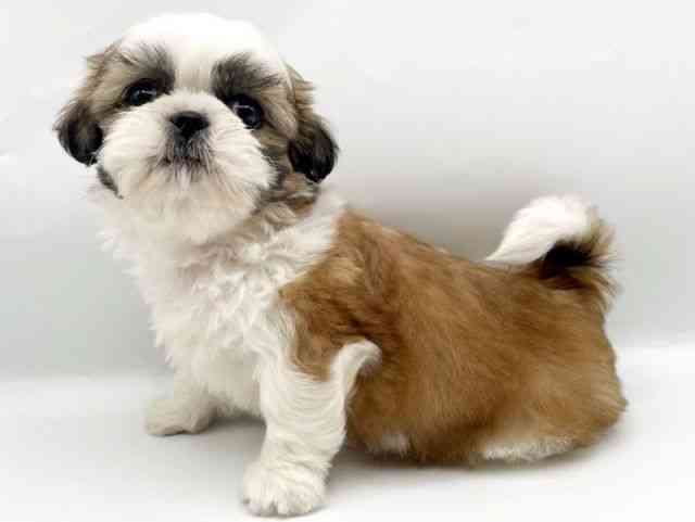 奈良県のシーズー (ひごペットフレンドリートナリエ大和高田店/2025年11月22日生まれ/男の子/ホワイトゴールド)の子犬の3枚目の画像