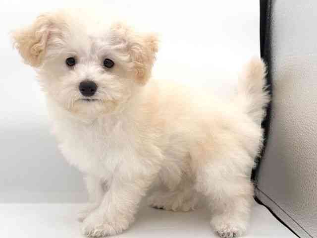 大阪府のハーフ犬・ミックス犬 (ひごペットフレンドリーイオンそよら海老江店/2025年11月24日生まれ/男の子/クリーム)の子犬の3枚目の画像