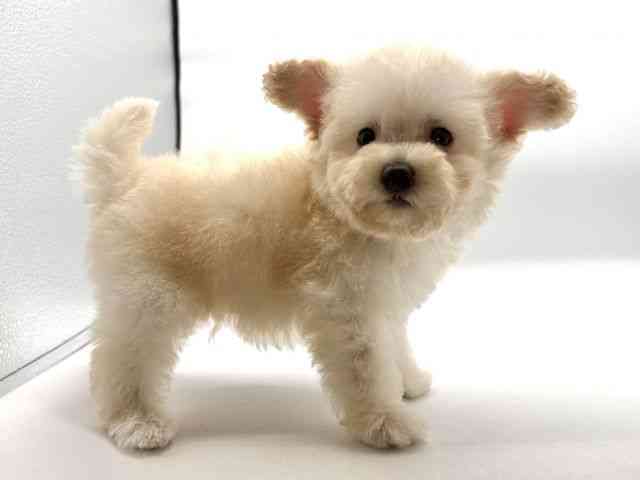 大阪府のハーフ犬・ミックス犬 (ひごペットフレンドリーイオンそよら海老江店/2025年11月24日生まれ/男の子/クリーム)の子犬の3枚目の画像