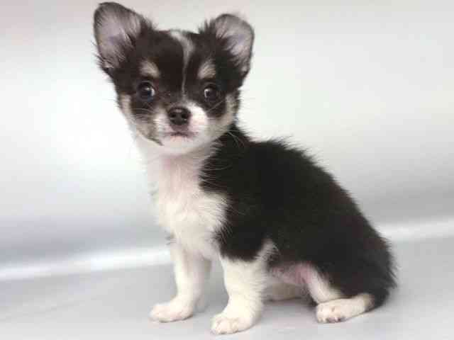 大阪府のチワワ(ロング) (ひごペットフレンドリー岸和田店/2025年11月16日生まれ/女の子/ブラックタンホワイト)の子犬の3枚目の画像