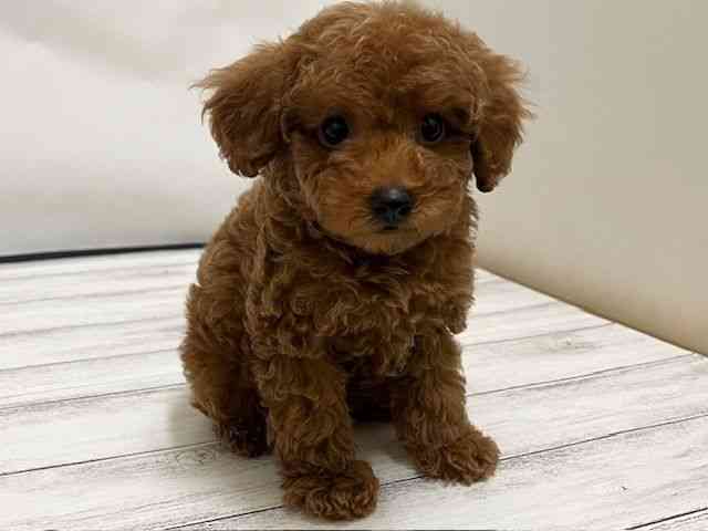 和歌山県のトイプードル(トイ) (ひごペットフレンドリーパームシティ和歌山店/2025年11月22日生まれ/男の子/レッド)の子犬の3枚目の画像