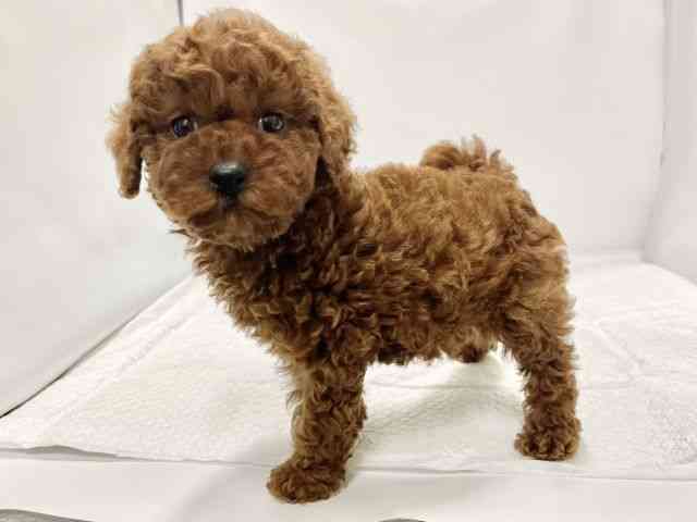 高知県のトイプードル(トイ) (ひごペットフレンドリーイオンモール高知店/2025年11月24日生まれ/女の子/レッド)の子犬の3枚目の画像