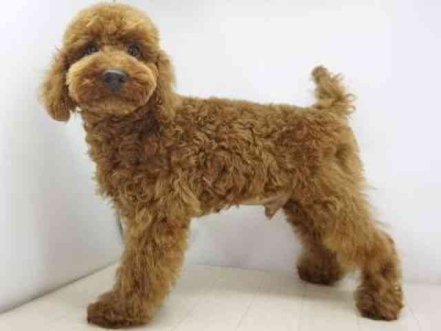 福岡県のトイプードル(トイ) (ひごペットフレンドリーゆめタウン筑紫野店/2025年11月24日生まれ/男の子/レッド)の子犬の3枚目の画像