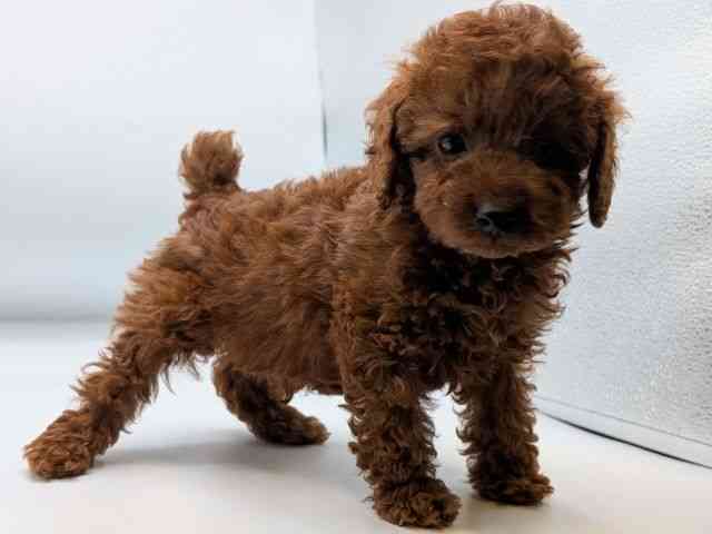 香川県のトイプードル(トイ) (ひごペットフレンドリーゆめタウン高松店/2025年11月24日生まれ/男の子/レッド)の子犬の3枚目の画像