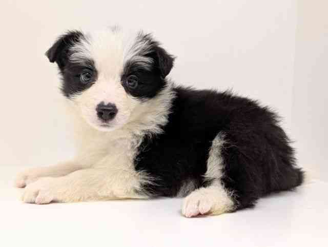 福岡県のボーダーコリー (ひごペットフレンドリーリバーウォーク北九州店/2025年11月24日生まれ/男の子/ブラックホワイト)の子犬の3枚目の画像