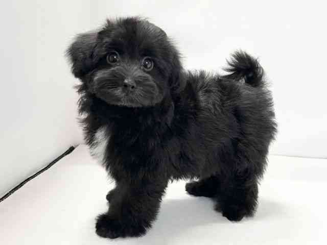 愛媛県のマルプー(マルチーズ×プードル) (ひごペットフレンドリーイオンモール今治新都市店/2025年11月25日生まれ/女の子/ブラック)の子犬の3枚目の画像