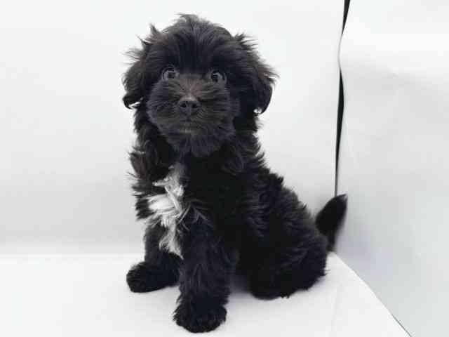 愛媛県のマルプー(マルチーズ×プードル) (ひごペットフレンドリーイオンモール今治新都市店/2025年11月25日生まれ/女の子/ブラック)の子犬の3枚目の画像