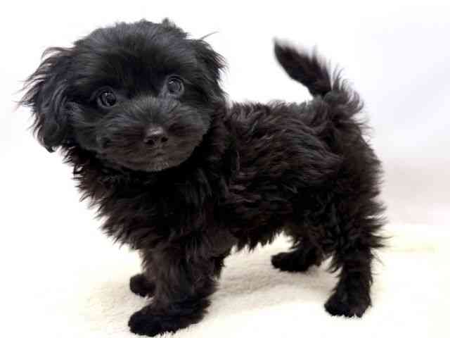 広島県のマルプー(マルチーズ×プードル) (ひごペットフレンドリーゆめタウン廿日市店/2025年11月25日生まれ/男の子/ブラック)の子犬の3枚目の画像