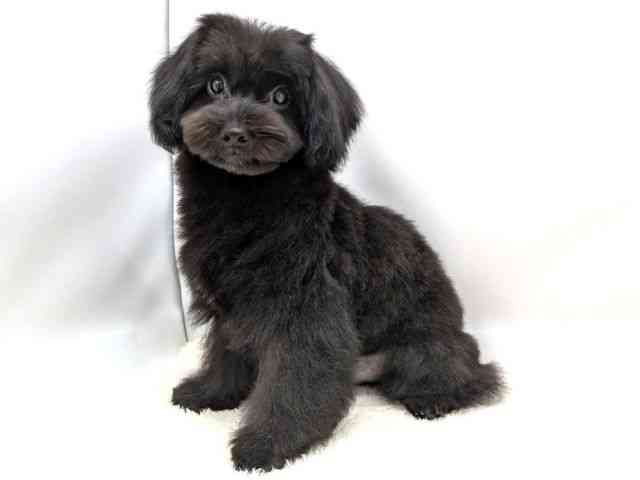 広島県のマルプー(マルチーズ×プードル) (ひごペットフレンドリーゆめタウン廿日市店/2025年11月25日生まれ/男の子/ブラック)の子犬の3枚目の画像