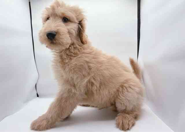 島根県のゴールデンドゥードゥル(ゴールデン×プードル) (ひごペットフレンドリーイオン松江ショッピングセンター店/2025年11月20日生まれ/男の子/ゴールデン)の子犬の3枚目の画像