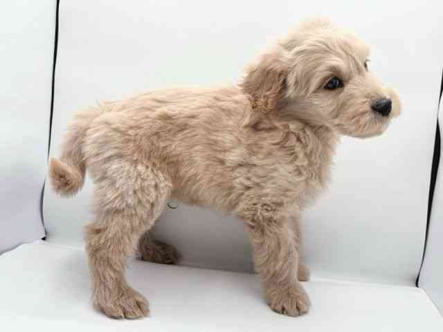 島根県のゴールデンドゥードゥル(ゴールデン×プードル) (ひごペットフレンドリーイオン松江ショッピングセンター店/2025年11月20日生まれ/男の子/ゴールデン)の子犬の3枚目の画像