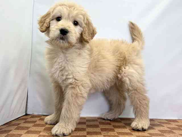 愛媛県のゴールデンドゥードゥル(ゴールデン×プードル) (ひごペットフレンドリーエミフルMASAKI店/2025年11月20日生まれ/女の子/ゴールデン)の子犬の3枚目の画像