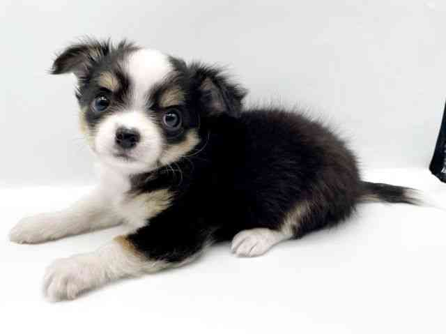 奈良県のチワワ(ロング) (ひごペットフレンドリートナリエ大和高田店/2025年11月25日生まれ/女の子/ブラックタンホワイト)の子犬の3枚目の画像