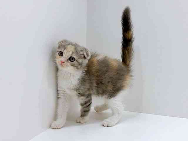広島県のスコティッシュフォールド (ひごペットフレンドリーフジグラン神辺店/2025年11月24日生まれ/女の子/ブルーパッチドタビーホワイト)の子猫の3枚目の画像