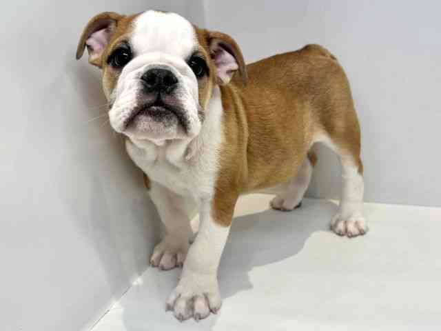 大阪府のブルドッグ (ひごペットフレンドリーセブンパーク天美店/2025年11月22日生まれ/男の子/レッドホワイト)の子犬の3枚目の画像