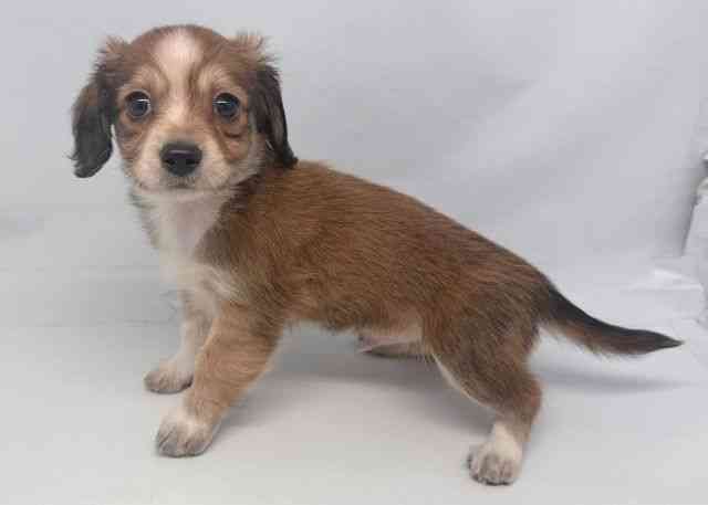 鳥取県のチワックス(チワワ×ダックス) (ひごペットフレンドリーイオンモール鳥取北店/2025年11月23日生まれ/男の子/レッドホワイト)の子犬の3枚目の画像