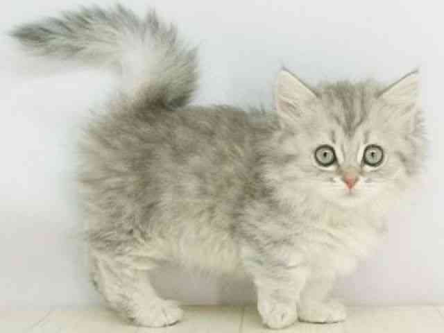 福岡県のミヌエット (ひごペットフレンドリーゆめタウン筑紫野店/2025年11月24日生まれ/女の子/シルバータビーホワイト)の子猫の3枚目の画像