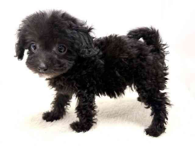 広島県のトイプードル(トイ) (ひごペットフレンドリーゆめタウン廿日市店/2025年11月25日生まれ/女の子/ブラック)の子犬の3枚目の画像