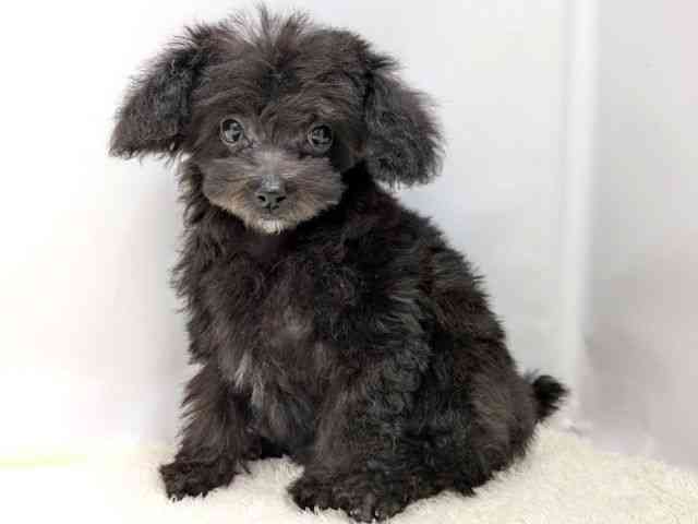 広島県のトイプードル(トイ) (ひごペットフレンドリーゆめタウン廿日市店/2025年11月25日生まれ/女の子/ブラック)の子犬の3枚目の画像