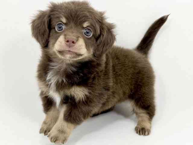 京都府のチワックス(チワワ×ダックス) (ひごペットフレンドリーイズミヤショッピングセンター八幡店/2025年11月25日生まれ/男の子/チョコレートタン)の子犬の3枚目の画像