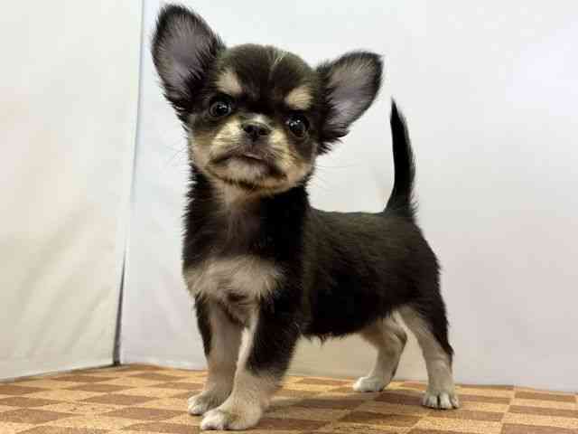 愛媛県のチワワ(ロング) (ひごペットフレンドリーエミフルMASAKI店/2025年11月22日生まれ/女の子/ブラックタン)の子犬の3枚目の画像