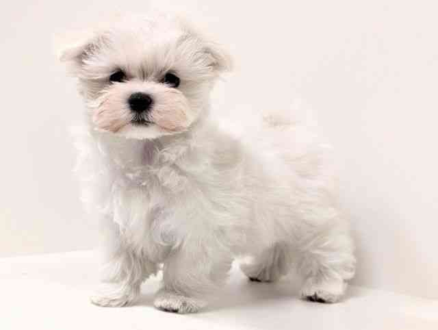 福岡県のマルチーズ (ひごペットフレンドリーリバーウォーク北九州店/2025年11月24日生まれ/男の子/ホワイト)の子犬の3枚目の画像