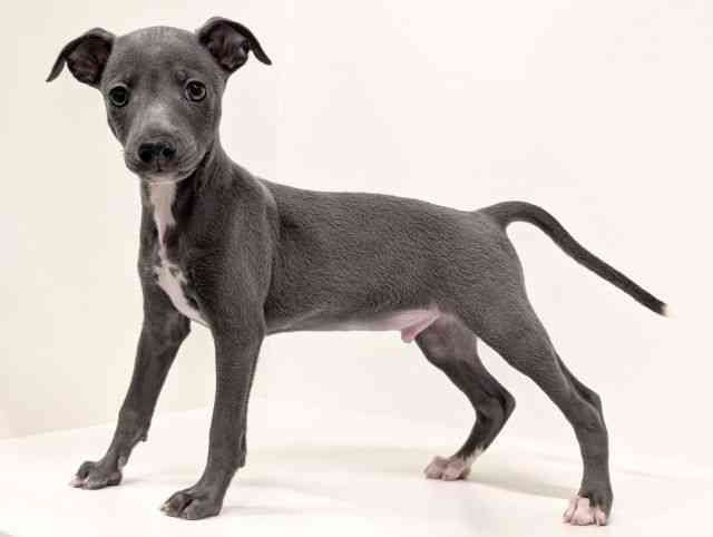 福岡県のイタリアングレーハウンド (ひごペットフレンドリーリバーウォーク北九州店/2025年11月24日生まれ/男の子/ブルーホワイト)の子犬の3枚目の画像