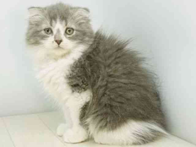 福岡県のスコティッシュフォールド (ひごペットフレンドリーゆめタウン筑紫野店/2025年11月24日生まれ/女の子/ブルータビーホワイト)の子猫の3枚目の画像