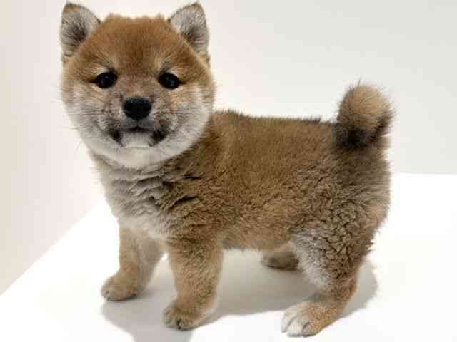 大阪府の柴犬(標準サイズ) (ひごペットフレンドリーイオン高槻店/2025年11月24日生まれ/女の子/赤)の子犬の3枚目の画像