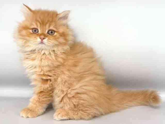 大阪府のスコティッシュフォールド (ひごペットフレンドリー岸和田店/2025年11月18日生まれ/男の子/レッドタビー)の子猫の3枚目の画像