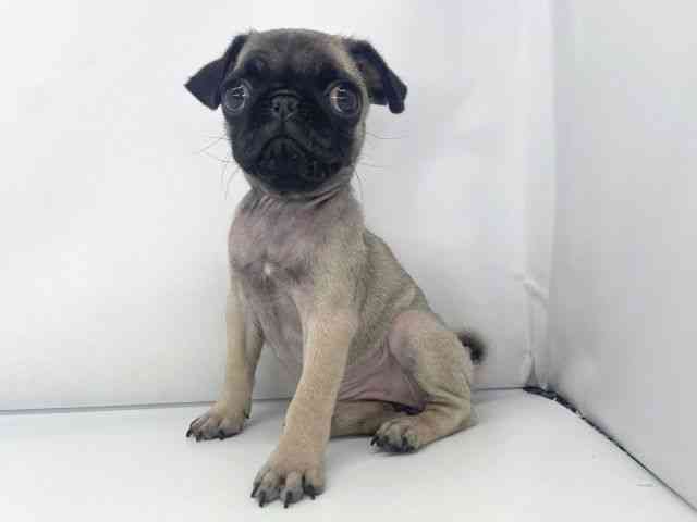 兵庫県のパグ (ひごペットフレンドリーイオンタウン加古川店/2025年11月24日生まれ/女の子/フォーン)の子犬の3枚目の画像